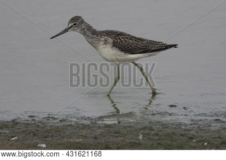Common Greenshank Searching For Food At Minsmere In Suffolk