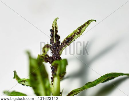 Aphids Suck The Juice From Cherry Leaves And Harm Fruit Trees.