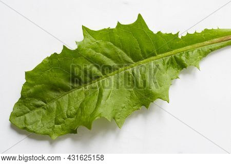 A Green Dandelion Leaf On A White Background Taken In Close-up Can Be Used By The Designer