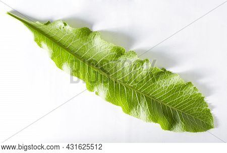 A Green Horseradish Leaf On A White Background Taken In Close-up Can Be Used By The Designer