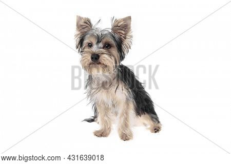 Beautiful and cute black and white yorkshire terrier dog over isolated background. Studio shoot of purebreed yorkie puppy.