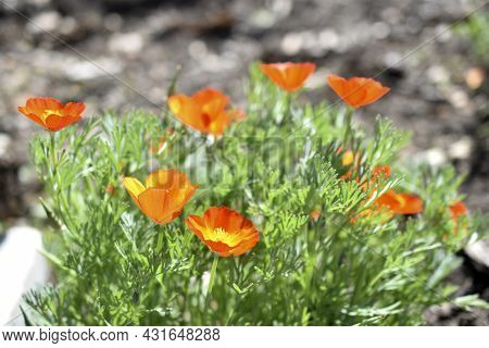 Yellow-red Flowers Of Escholtia Papaveraceae Close-up Old