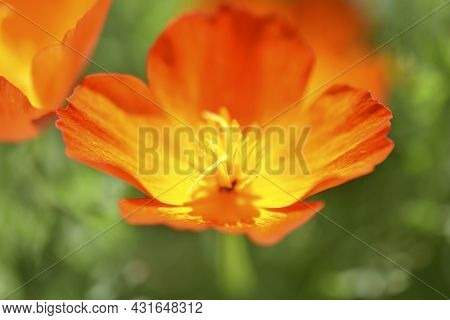 Yellow-red Flowers Of Escholtia Papaveraceae Close-up Old