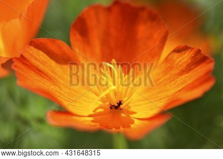 Yellow-red Flowers Of Escholtia Papaveraceae Close-up Old