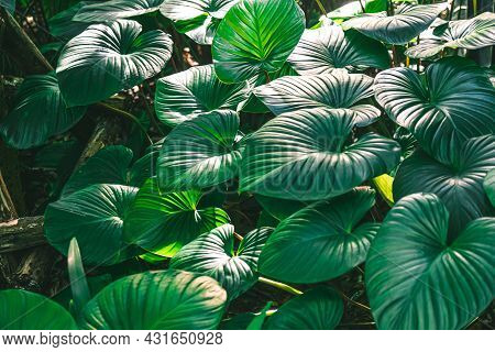 King Of Heart Homalomena Rubescens Roxb Green Leaves Tropical Plant  Nature Background