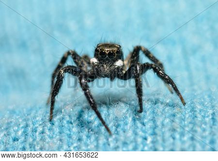 Tiny but adorable Twin-flagged jumping spider on top of a greenish blue knit fabric