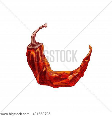 Whole Dry Pepper Chilli. Vintage Hatching Vector Color Illustration. Isolated On White Background. H