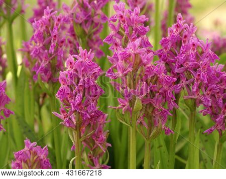 Pretty Pink Flowers Of The Madeira Orchid, Dactylorhiza Foliosa