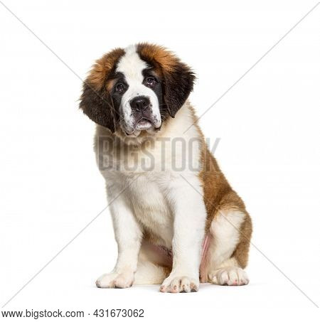 Saint Bernard dog puppy ,three months old, sitting looking at camera, isolated on white