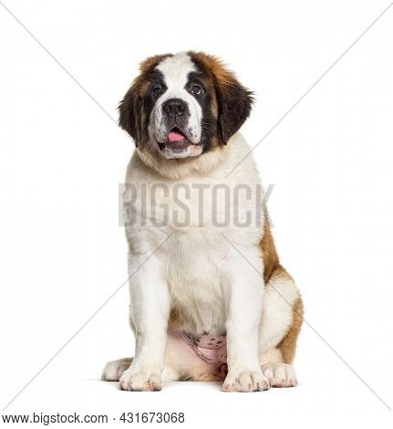 Saint Bernard dog puppy ,three months old, sitting, isolated on white