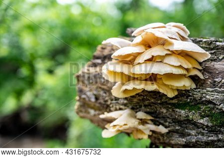 White Oyster Mushrooms Growing On A Decaying Log In A Forest