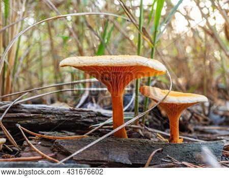 Lactarius deliciosus or red pine mushroom in the forest close-up.