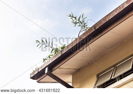 Clogged Roof Rain Gutter Full Of Dry Leaf And Plant Growing In It With Blue Sky