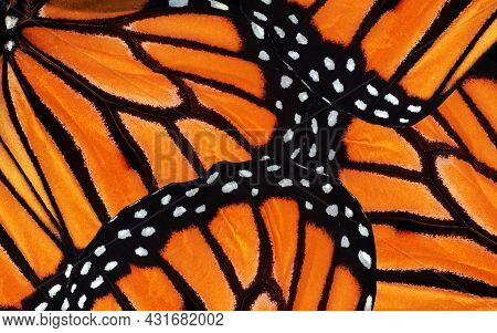 Monarch Butterfly Wings. Abstract Pattern Of Tropical Monarch Butterfly Wings. Natural Orange Backgr