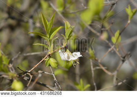 Winter Flowering Honeysuckle Branch With Unripe Fruits And Flowers - Latin Name - Lonicera Fragranti