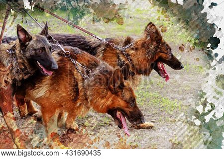 Three Dogs On Leash. Two German And One Belgian Sheepdog Walk Side By Side On The Ground. Service Do