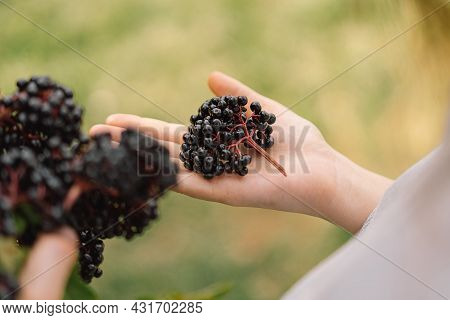 Girl Holds In Hands Clusters Fruit Black Elderberry. Sambucus . Black Elder. European Black Elderber