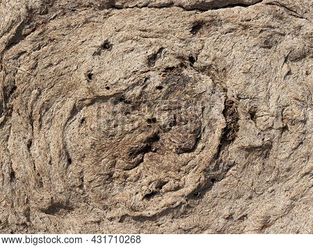 Close-up Dry Cow Excrement. Dry Dung Natural Fuel. Shit Background