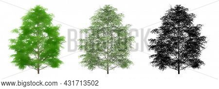 Set or collection of Cherrybark Oak trees, painted, natural and as a black silhouette on white background. Concept or conceptual 3d illustration for nature, ecology and conservation, strength