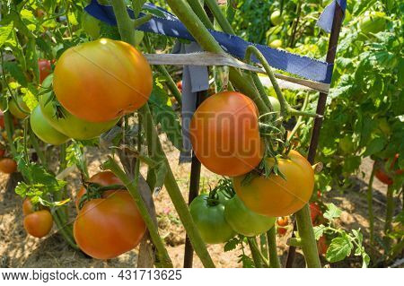 Big Reddish Organic Tomotoes On The Bushes Close-up