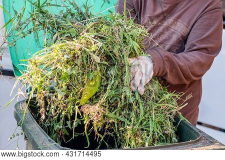 Green Bin Container Filled With Garden Waste. Hands Wearing Gardening Gloves Doing Spring Clean Up I