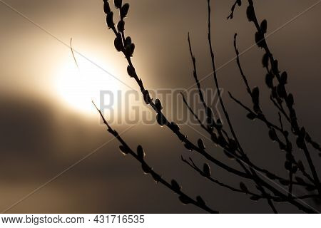 Willow Catkins On Many Branches Lit By Setting Sun, Backlight