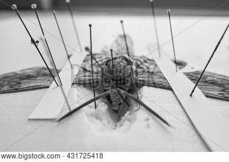 Pinned Tomato Hornworm Moth With Wings Spread On A Foam Board