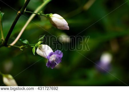 Light Violet Color Flower Of A Wild Plant Belonging To Strobilanthes Species  From Western Ghats