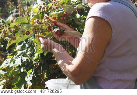 Autumn Picking Of Berries. An Older Woman Collects Red Ripe Remontant Raspberries From The Branches.