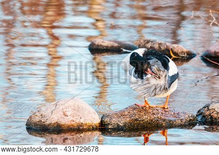 Common Merganser, Goosander, Mergus Merganser Sitting On A Stone.