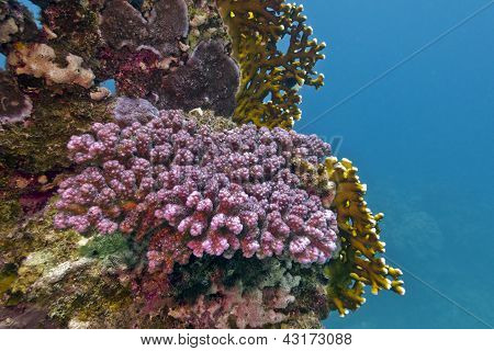 coral reef with violet stony coral at the bottom of tropical sea