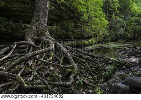 A Large Tree Has Had The Soil Repeatedly Washed Away From It's Roots While Hundreds Of Thousands Of 