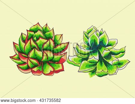 Succulents Flowers, Domestic Plant Grows In Pots And In Nature In The Desert Or In The Sand Stone Ro