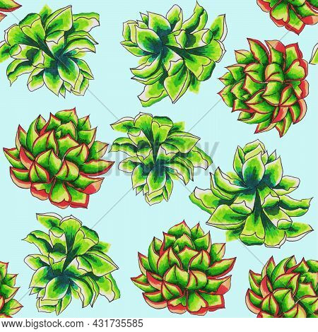 Succulents Flowers, Domestic Plant Grows In Pots And In Nature In The Desert Or In The Sand Stone Ro