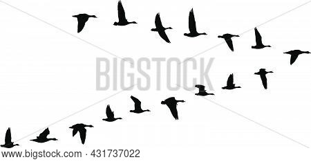 V Formation Of Birds, Gooses Flock - Vector Illustration