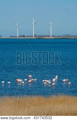Colony Of Pink Flamingos Wintering In Grevelingen Salt Lake Near Battenoord Village In Zeeland, Neth
