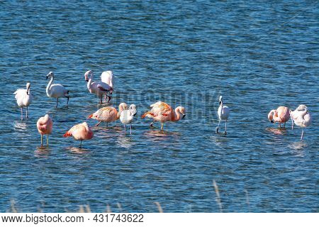 Colony Of Pink Flamingos Wintering In Grevelingen Salt Lake Near Battenoord Village In Zeeland, Neth