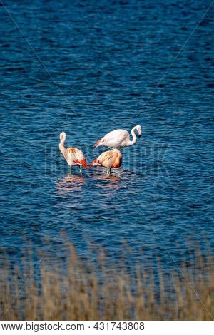 Colony Of Pink Flamingos Wintering In Grevelingen Salt Lake Near Battenoord Village In Zeeland, Neth