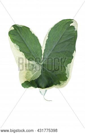 Green And White Leaves Of Xanthosoma Sagittifolium (l.) Schott Or Alocasia  Mouse Isolated On 