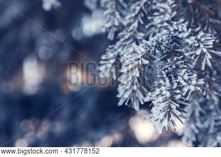 Pine Tree Branches Are Covered With Frost, Nature Winter Natural Background, Snow-covered Coniferous
