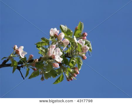 Blüten