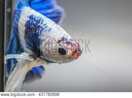 Closeup Of Betta Fish Face, Betta Mouth And Air Bubbles In The Water, Siamese Fighting Fish,betta Sp