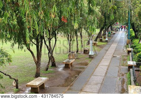 Walkway, Bottle Brush Trees And Grassland In A Park In Baguio, Philippines, Southeast Asia. Photo Ta