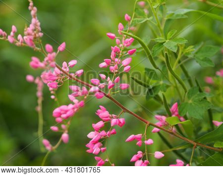 Pink Flower Small Ivy Scientific Name Antigonon Leptopus Hook, Arranged Into Beautiful Bouquets On B