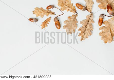 Autumn Pattern Composition. Acorns, Golden Aok Leaves In Branch Shape On Background. Autumn Pattern 