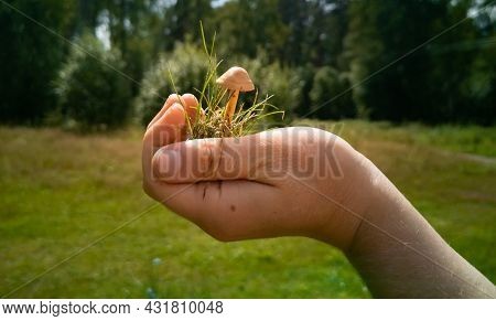 Inedible Mushrooms. A Hand Holds A Mushroom Toadstool In The Palm Of The Hand. Dangerous Mushrooms I