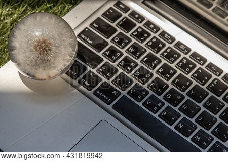 Crepis Foetida Flower In Glass Paperweight On Laptop Keyboard. Concept For Integration Between Techn