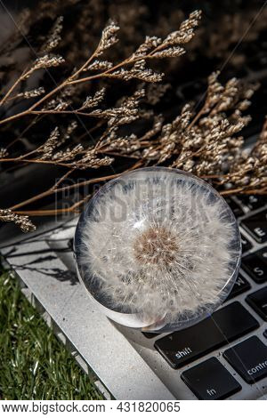 Crepis Foetida Flower In Glass Paperweight On Laptop Keyboard. Concept For Integration Between Techn