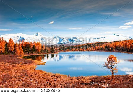 Kidelu Lake In Altai Mountains, Siberia, Russia. Snow-covered Mountain Peaks And Yellow Autumn Fores