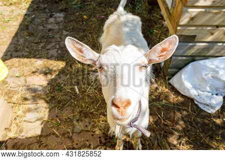 Cute Free Range Goatling On Organic Natural Eco Animal Farm Freely Grazing In Yard On Ranch Backgrou